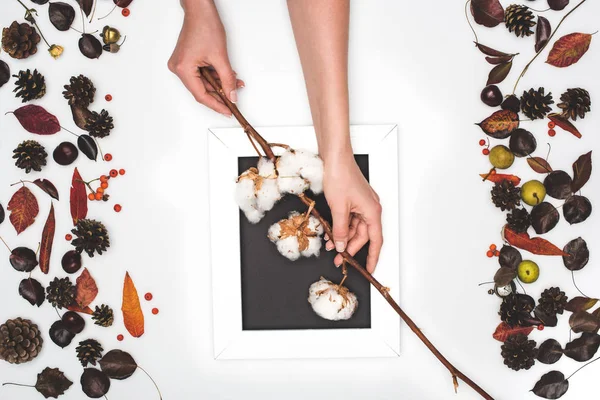 Mãos segurando flores de algodão — Fotografia de Stock