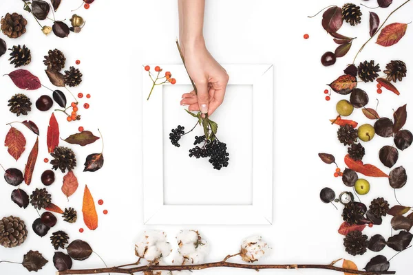 Black rowan berries in hand — Stock Image Black rowan berries in hand Stock Image