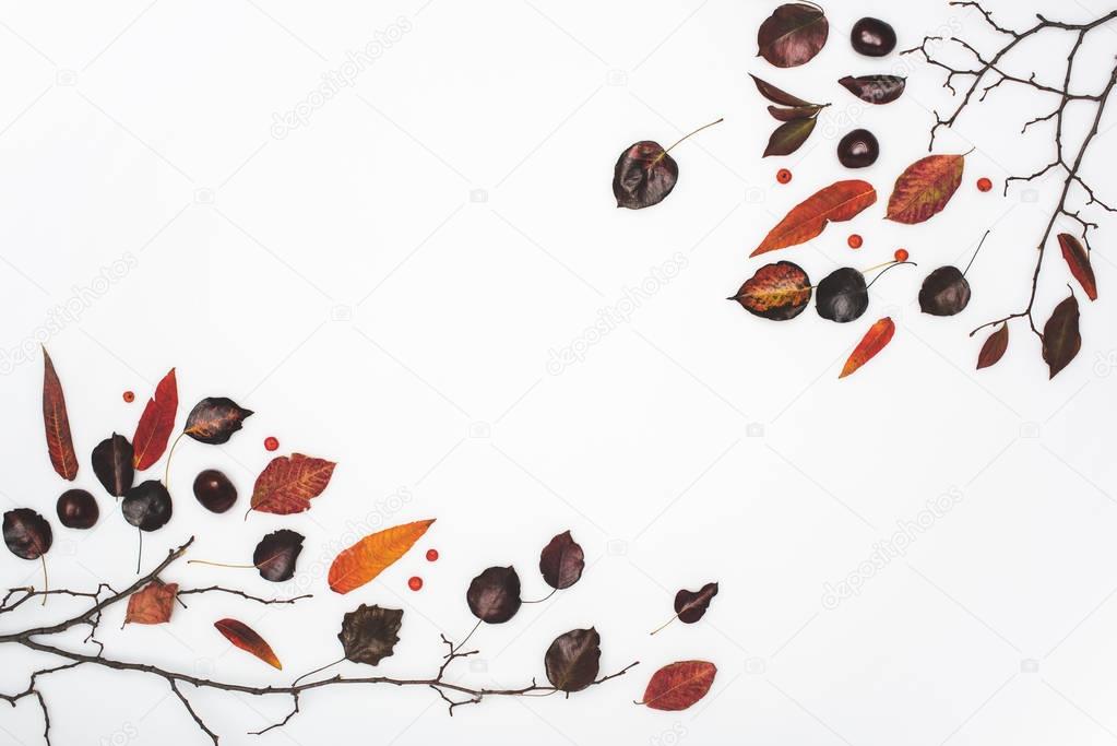 dried autumn leaves and chestnuts