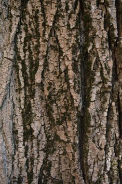 tree bark texture clipart
