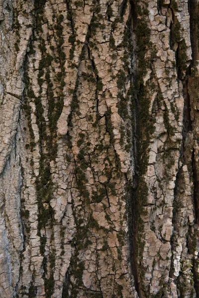 Tekstur kulit pohon — Stok Foto