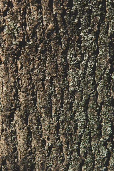 Textura da casca da árvore — Fotografia de Stock