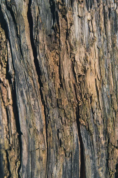 Tree bark texture — Stock Photo, Image