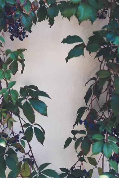 leaves and wall