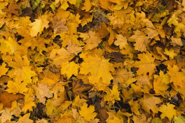 fallen maple leaves clipart