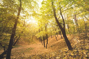 Güneşli bir günde sonbahar ormanı