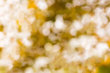 doğal bokeh arka plan