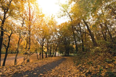 Sonbahar parkında yol