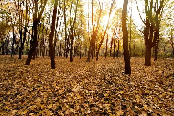 autumn park on evening