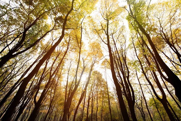 Осенний лес в солнечный день