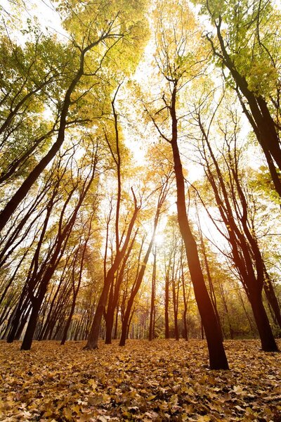 autumn forest on sunny day