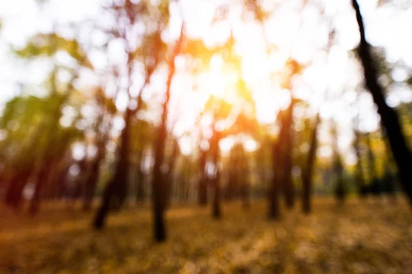 Hutan musim gugur — Stok Foto