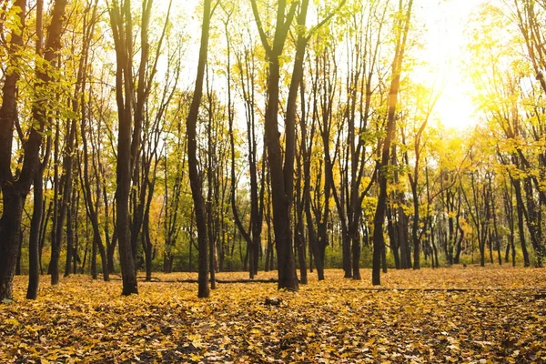Schöner Herbstpark — Stockfoto