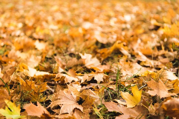 Feuilles d'érable tombées au sol — Photo