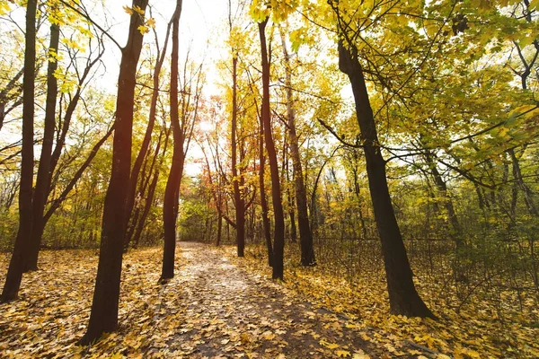 Caminho no parque de outono — Fotografia de Stock