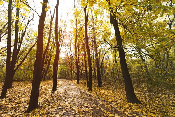 pathway in autumn park