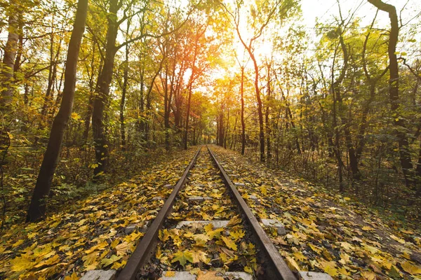 秋の森の鉄道 — ストック写真