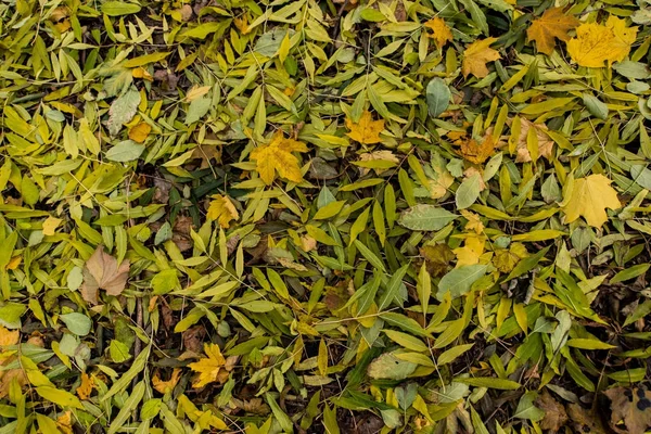 Падшие листья на земле — стоковое фото