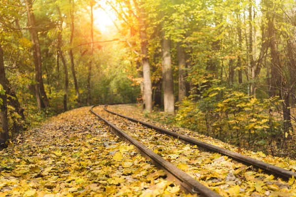 Spoorweg in herfstbos — Stockfoto
