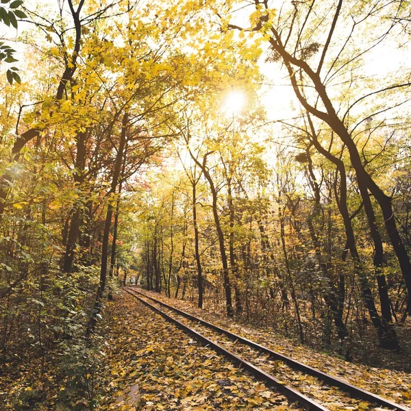 Estrada de ferro na floresta de outono — Fotografia de Stock