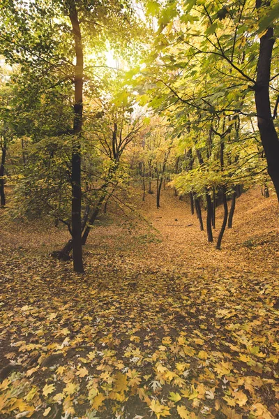 Prachtig herfstbos — Stockfoto