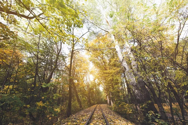 Ferrocarril en el bosque de otoño — Foto de Stock