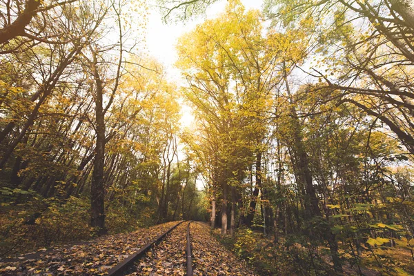 Railroad in autumn forest — Stock Photo, Image