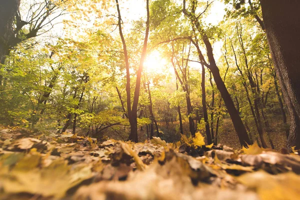 Gefallenes Laub im Herbstwald — Stockfoto