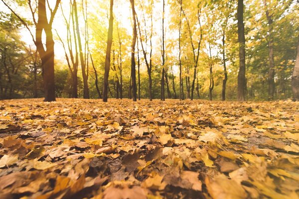 fallen leaves in autumn forest