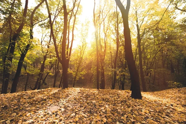 Autumn forest on sunny day — Stock Photo, Image