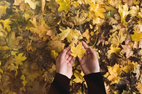 woman holding fallen leaf