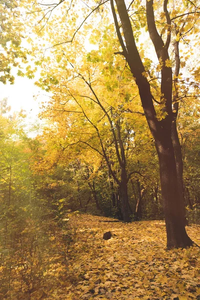 Schöner Herbstwald — Stockfoto