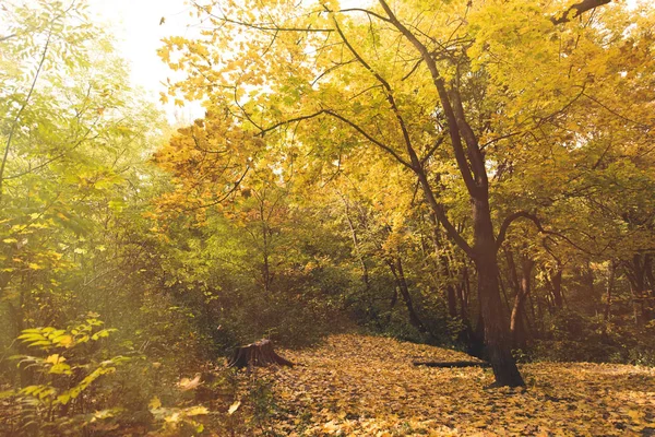 Mooie herfst park — Stockfoto
