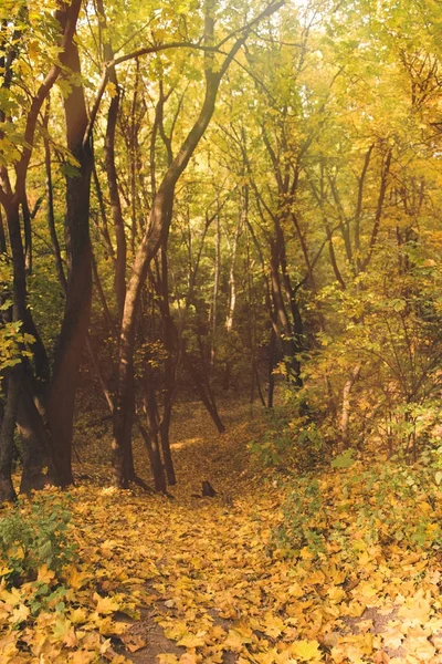 Bella foresta autunnale — Foto Stock