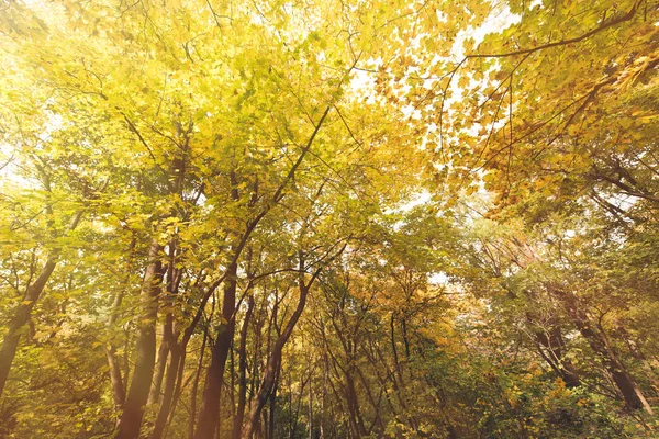 Herbstbäume — Stockfoto