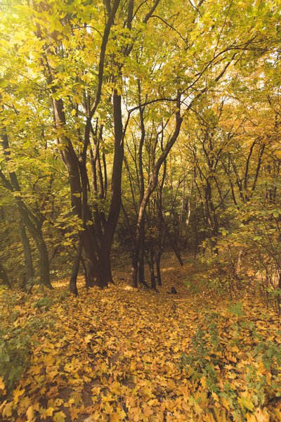 beautiful autumn forest