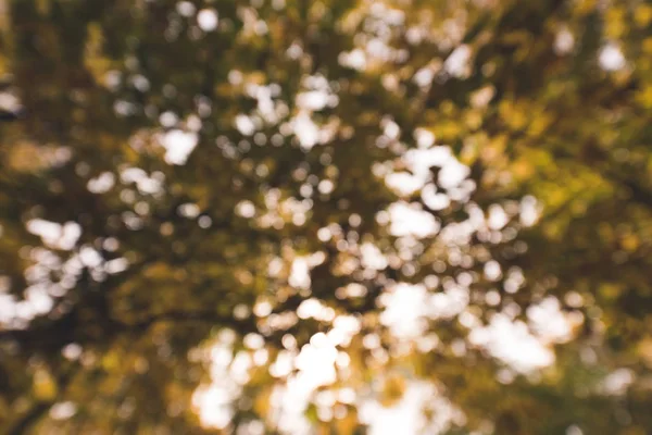 tree branches