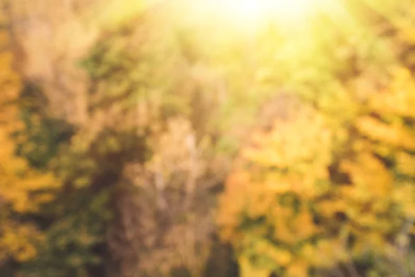 Bosque de otoño — Foto de Stock