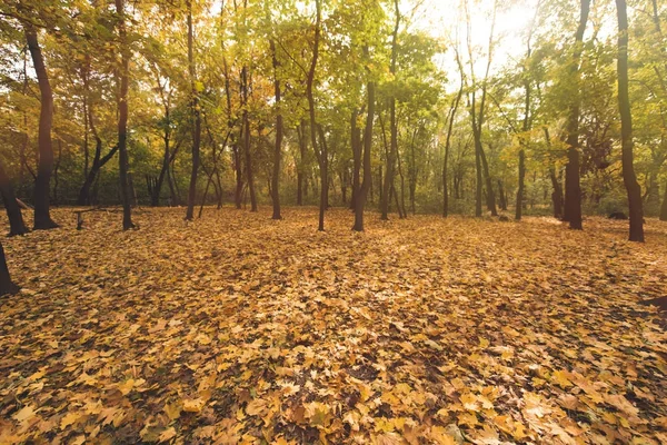 Foresta autunnale piena di alberi dorati — Foto Stock