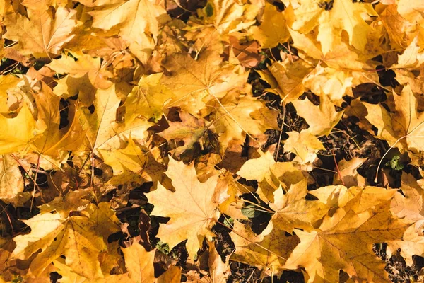 Feuilles d'érable tombées au sol — Photo