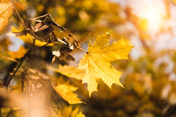 Foglie di acero giallo — Foto Stock