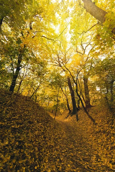 autumn forest covered with fallen leaves