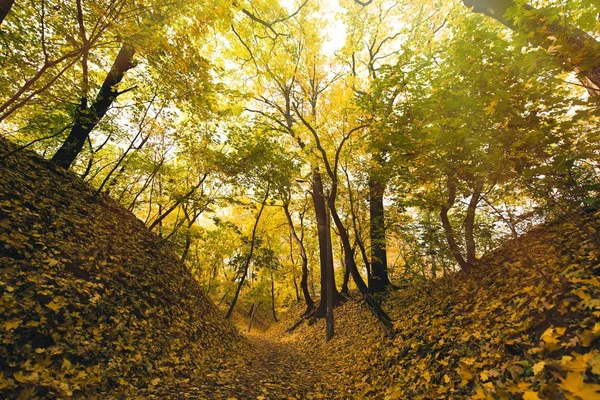 autumn park covered with fallen leaves