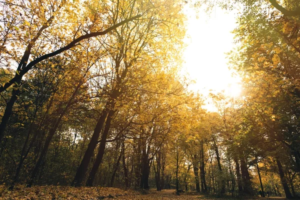 Осенний парк с золотыми деревьями — стоковое фото