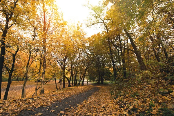 Pathway in autumn park — Stock Photo, Image