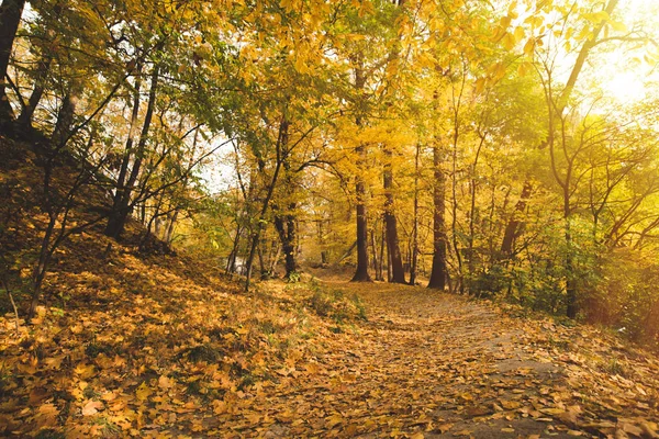 Foresta autunnale — Foto Stock