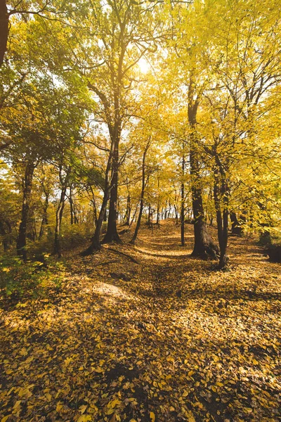 Pathway in autumn park — Stock Photo, Image