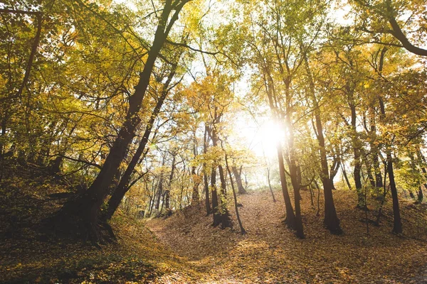 beautiful autumn forest