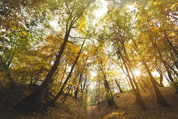 beautiful autumn park 