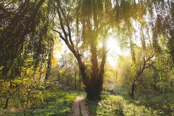 Árvore de salgueiro no parque — Fotografia de Stock